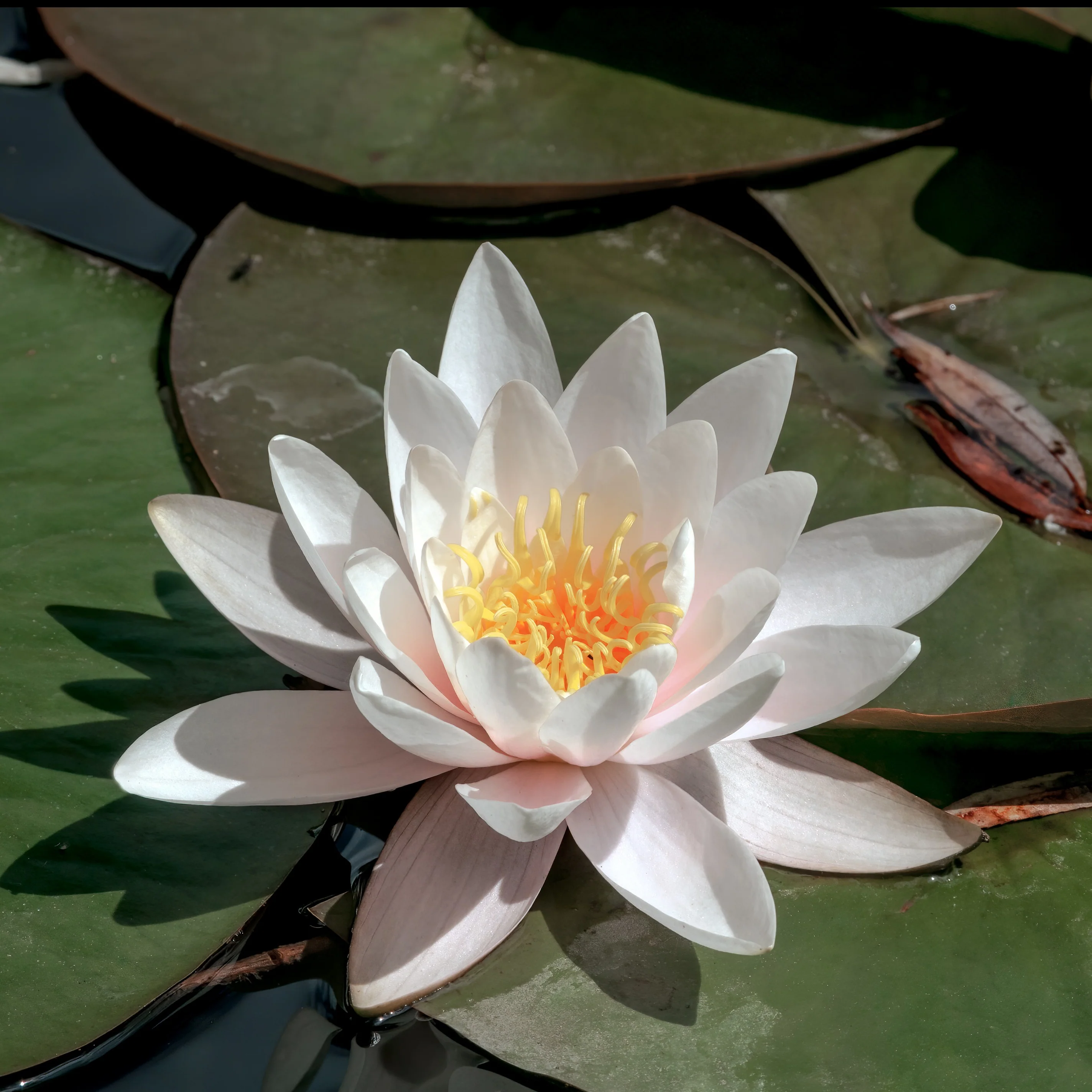 Nénuphar blanc
