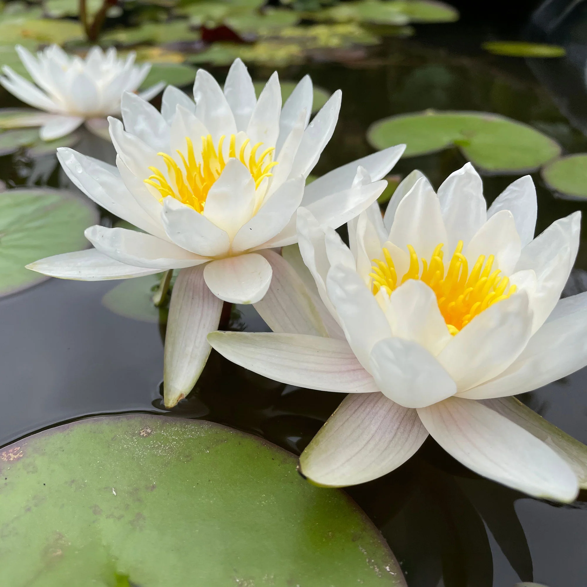 Nénuphar blanc - Image 4