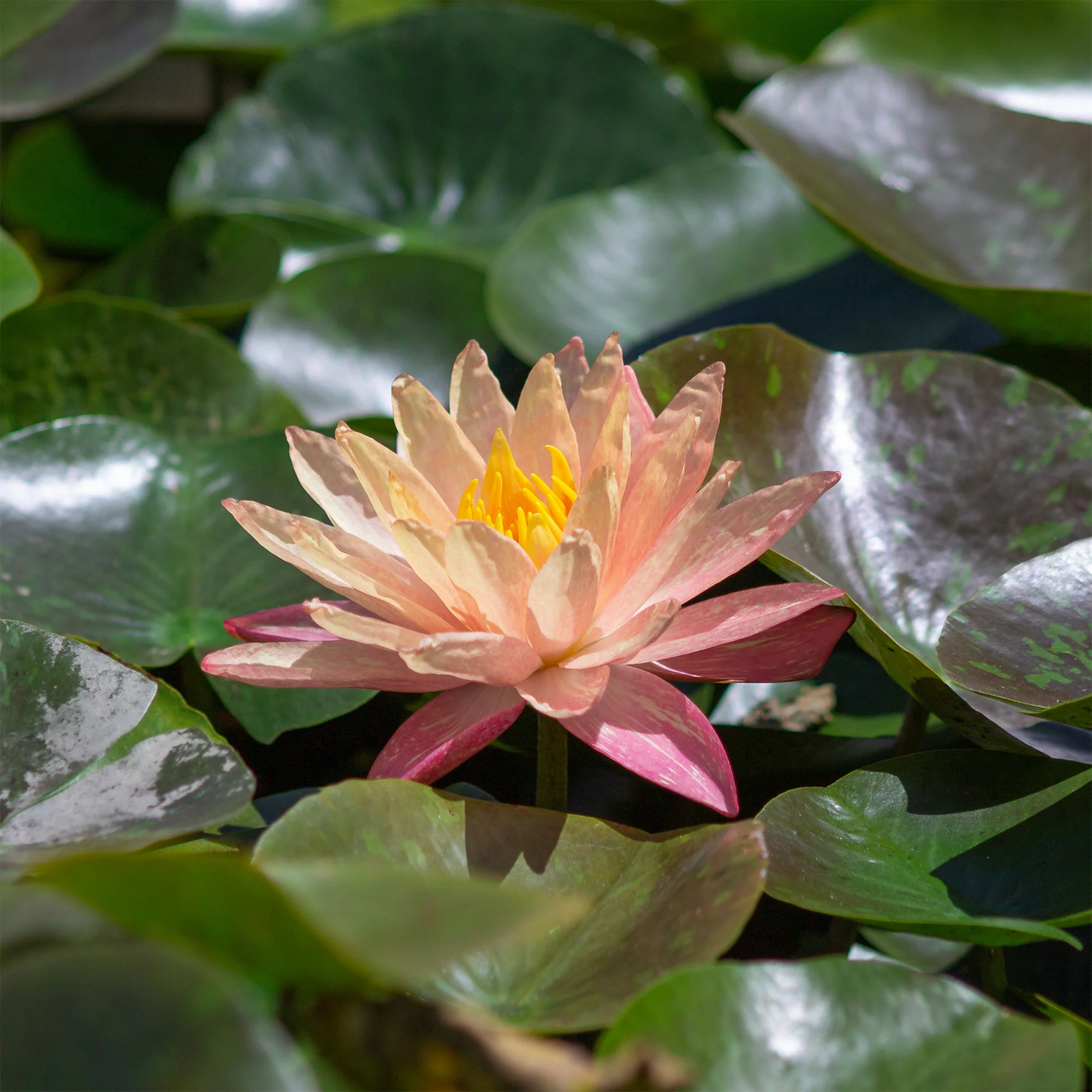 Nénuphar Wanvisa