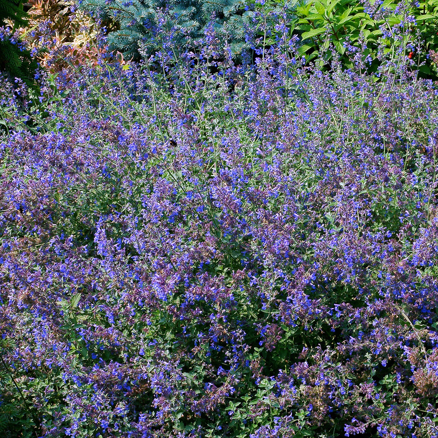 Nepeta - Chataires - Image 2