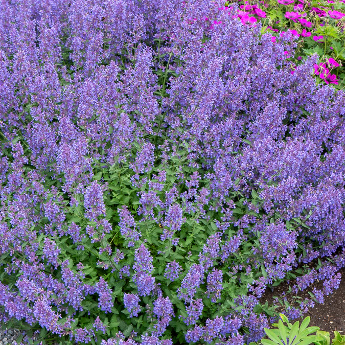 Nepeta Junior Walker - Image 4