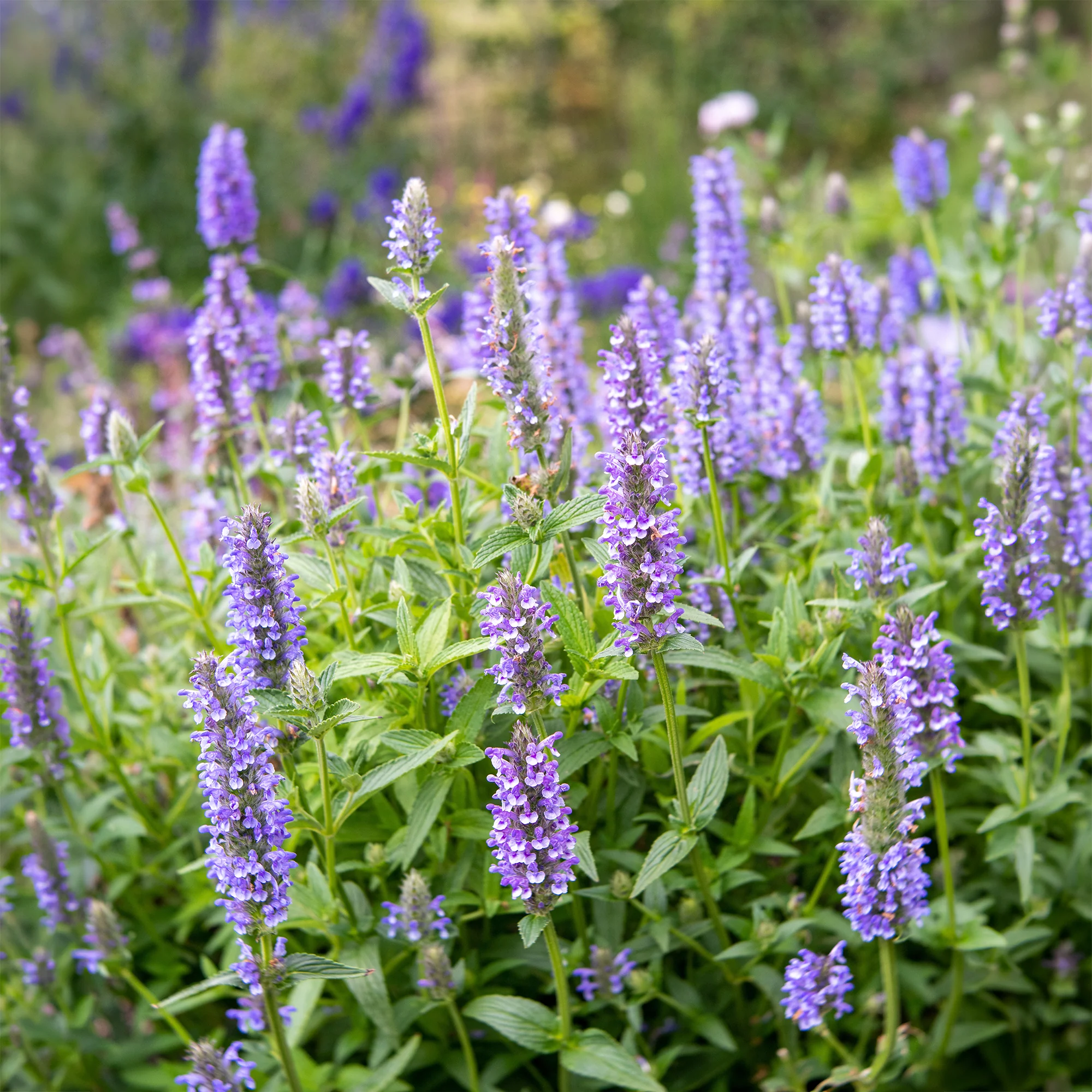 Nepeta nervurée