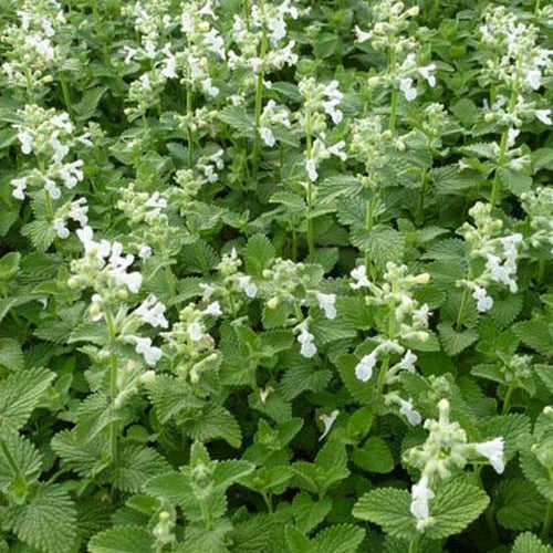 Nepeta Snowflake - Image 2