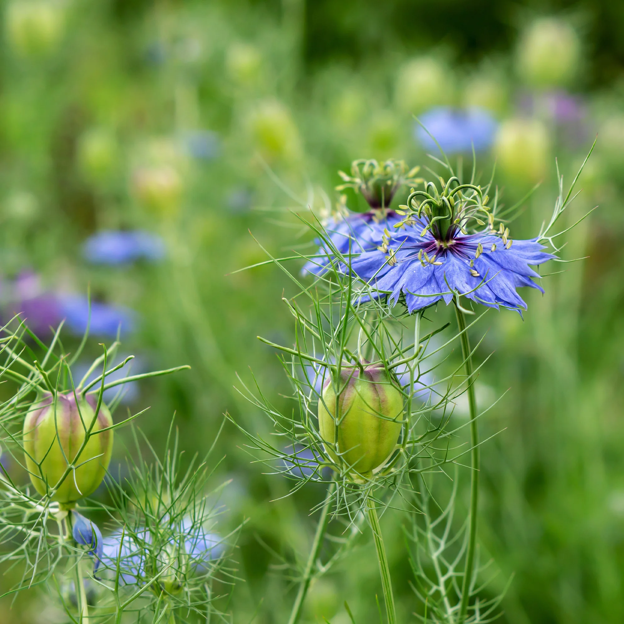 Nigelle d’Espagne 'Midnight' - Image 3