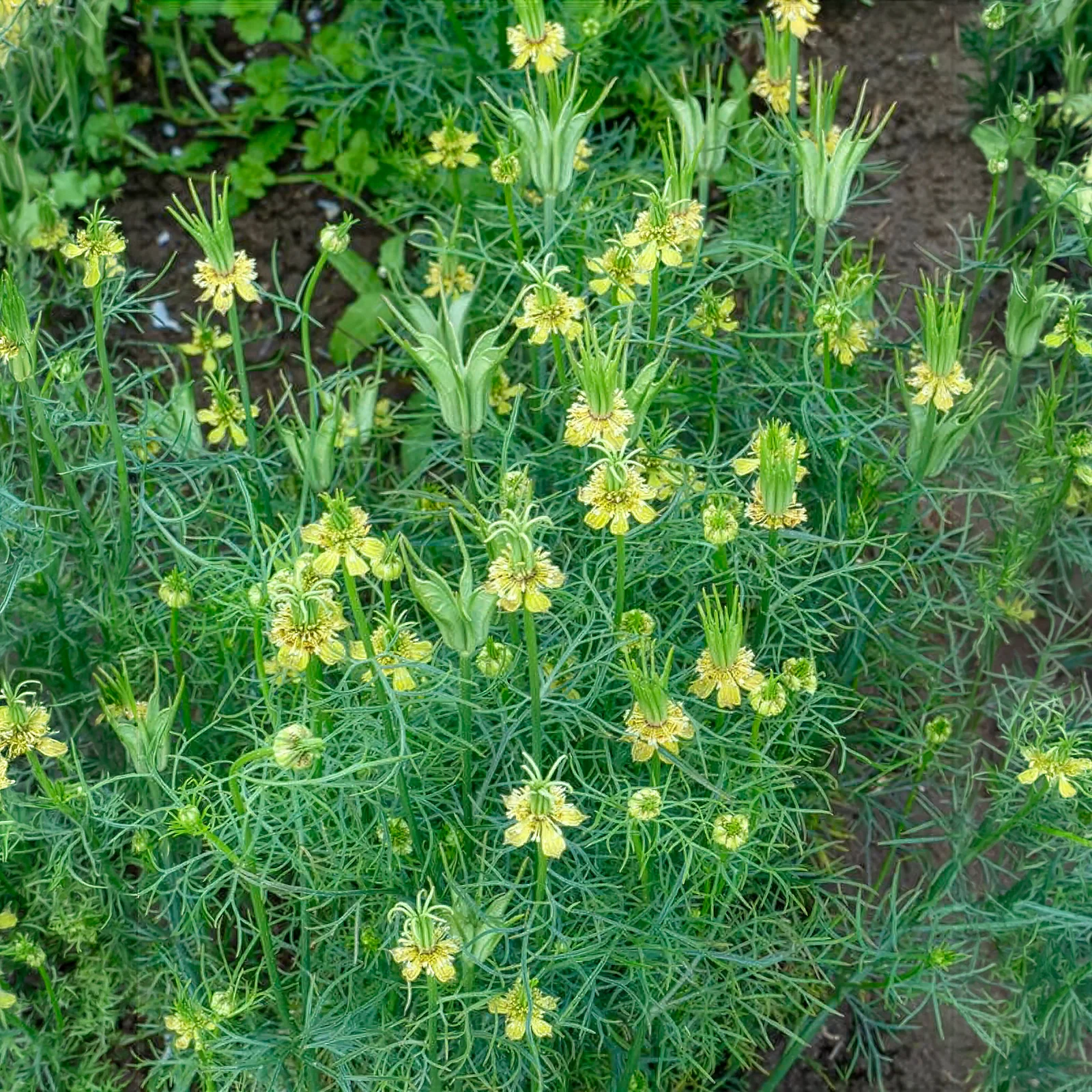 Nigelle d'Orient Transformer - Image 2
