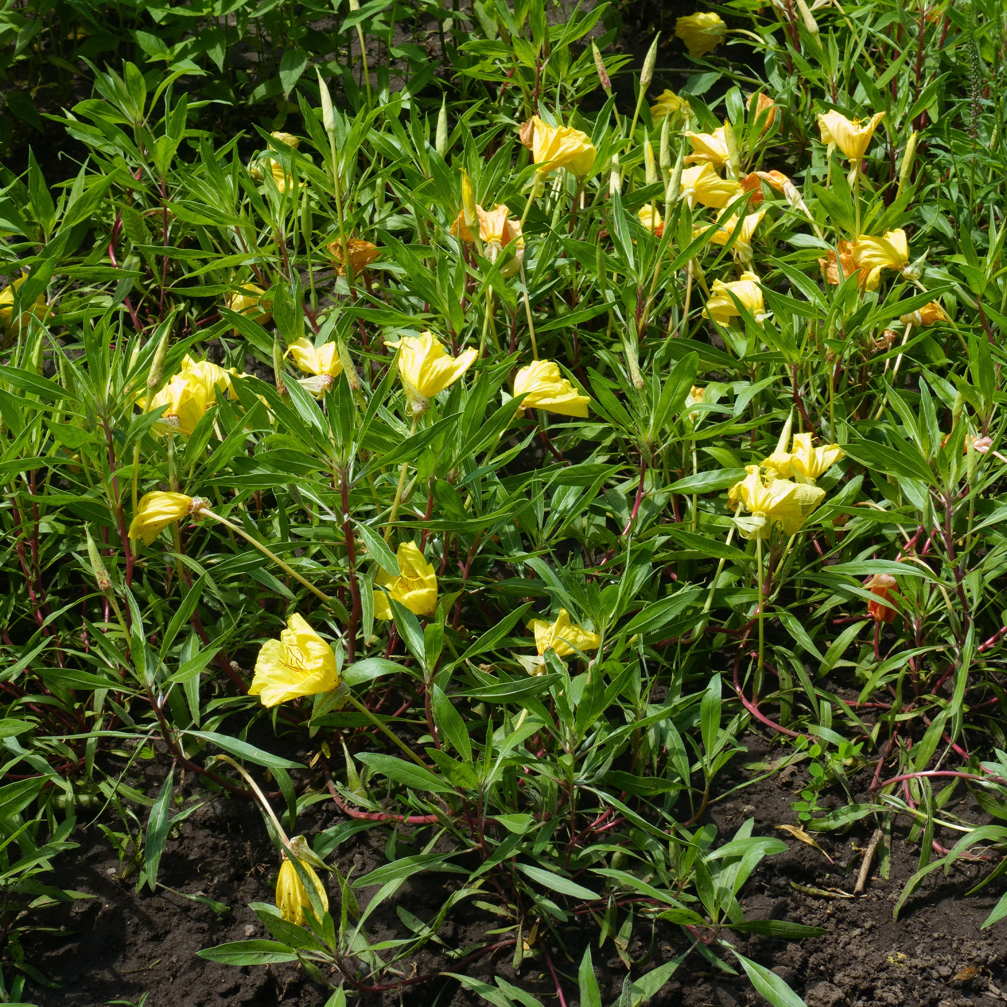 2 Oenothères à grandes fleurs - Onagre