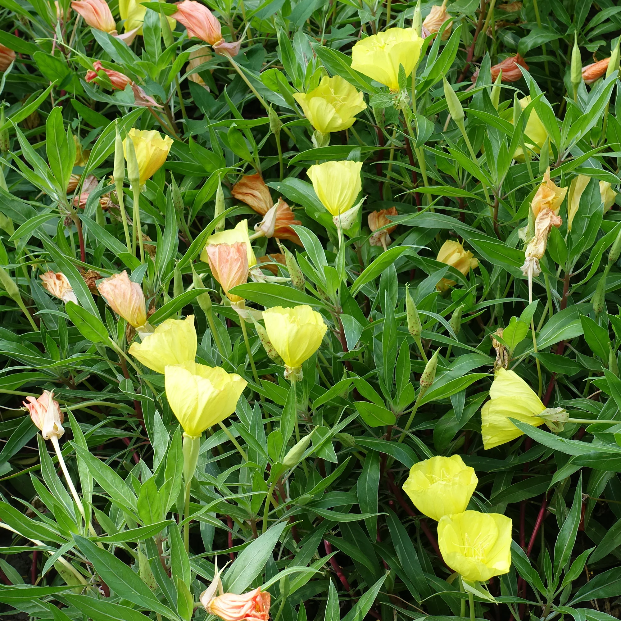 2 Oenothères à grandes fleurs - Onagre - Image 2
