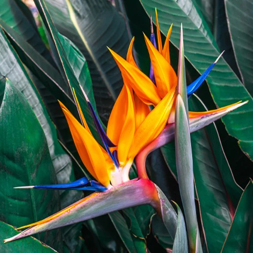 Oiseau du paradis Strelitzia