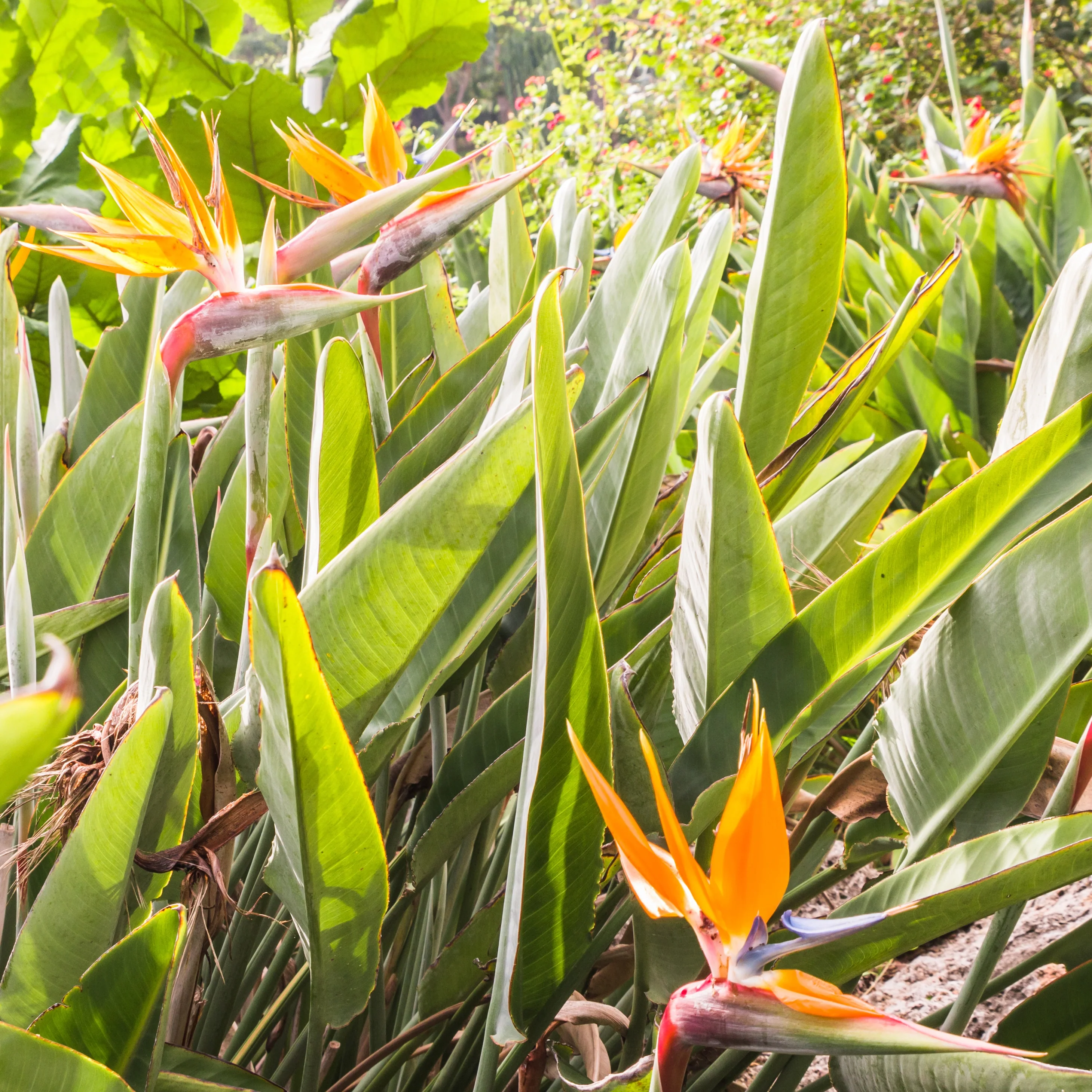 Oiseau du paradis - Strelitzia reginae