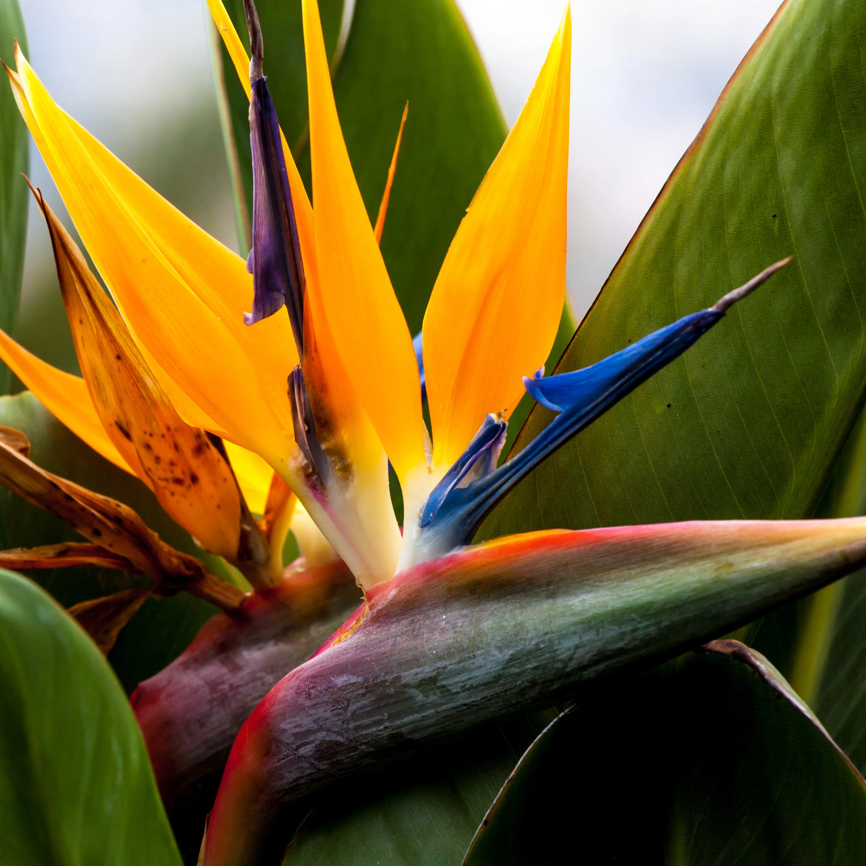 Oiseau du paradis - Strelitzia reginae - Image 4