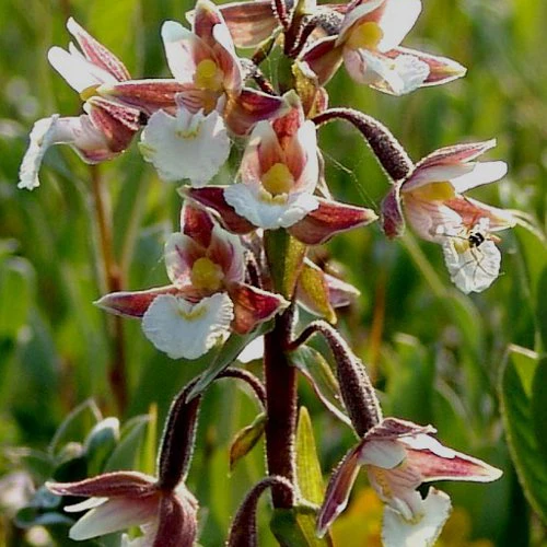 Orchidée : Epipactis palustris
