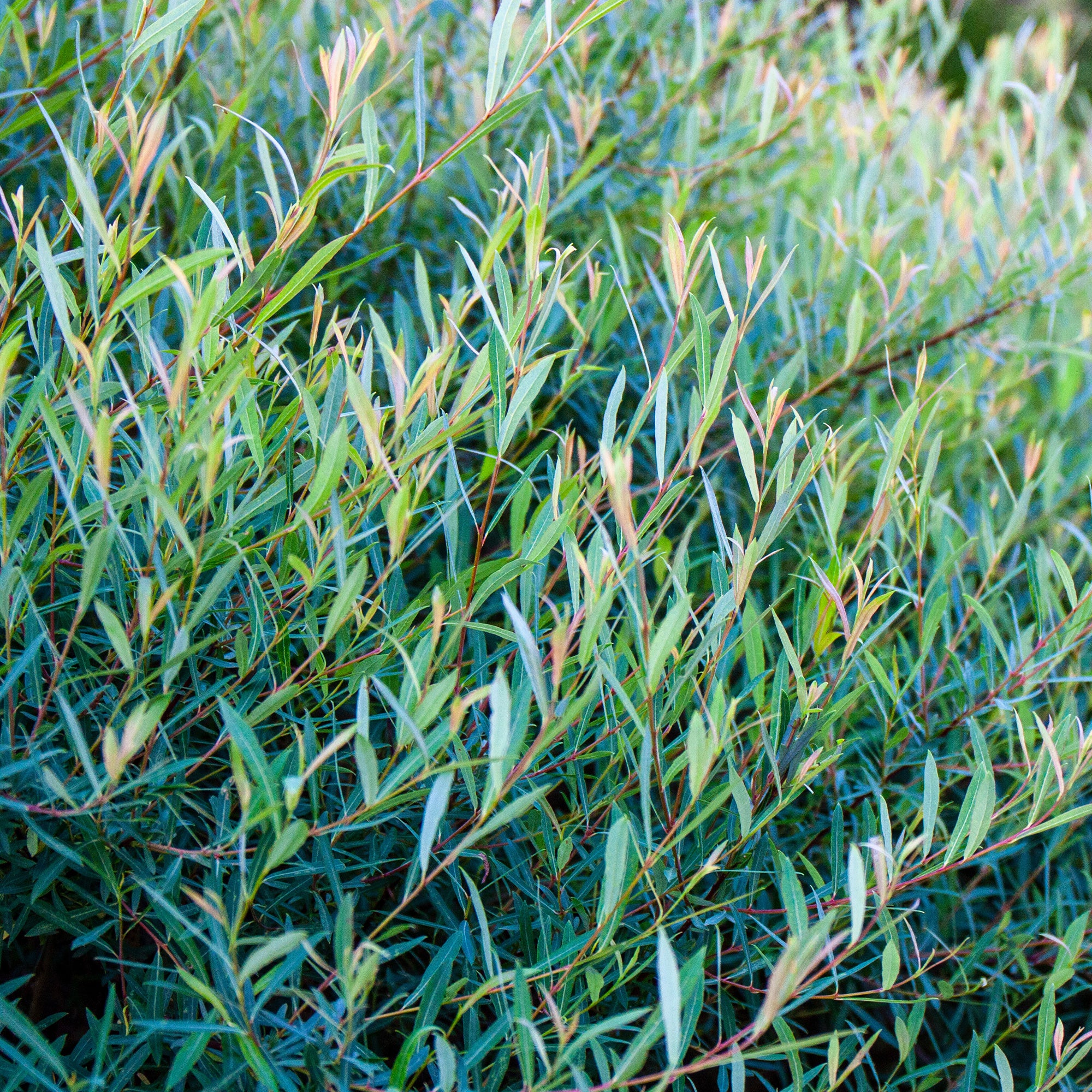 Osier pourpre - Image 2