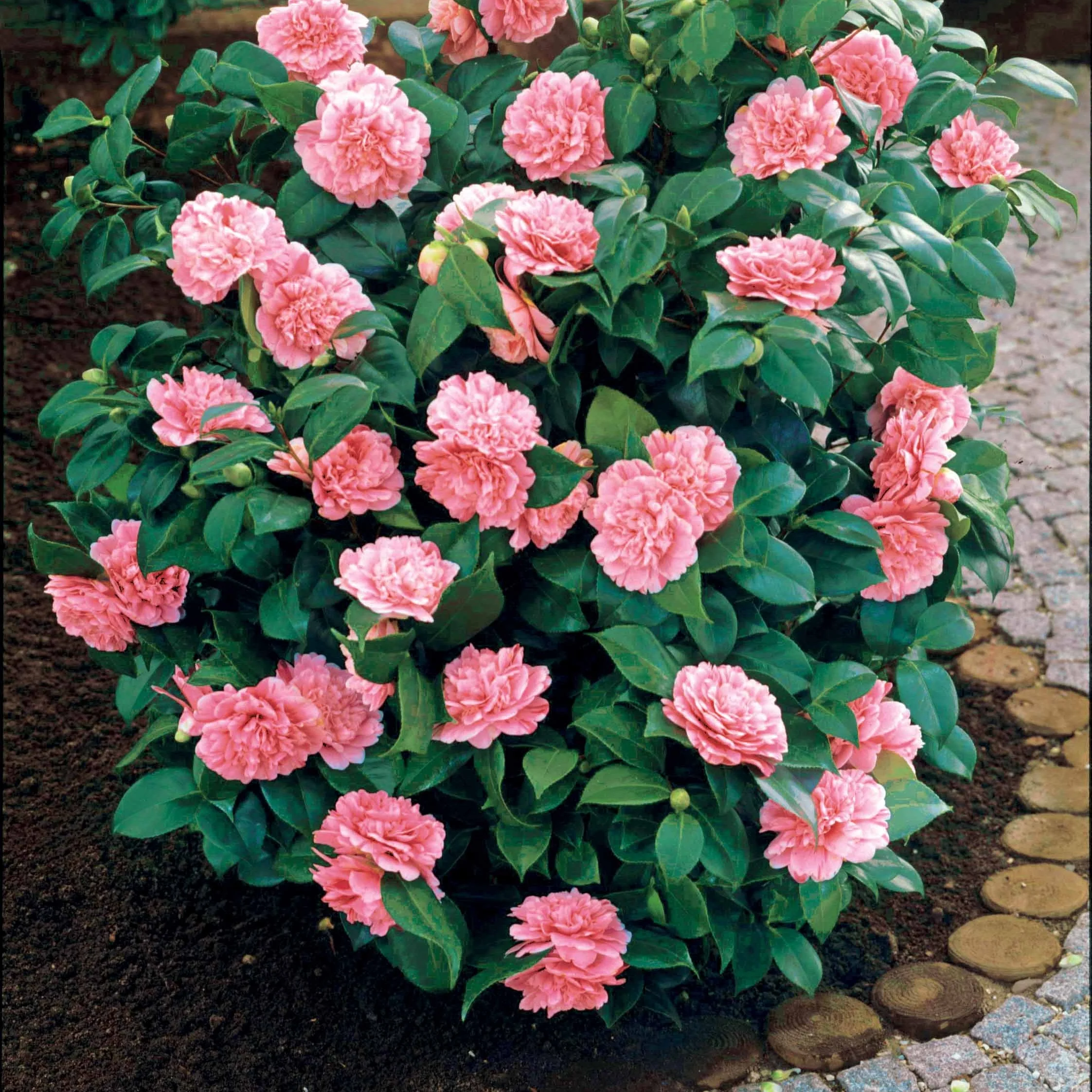 Pack 2 camélias du Japon à fleurs doubles roses - Image 2