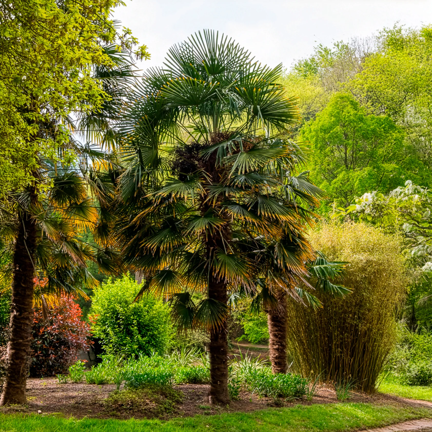 Palmier de Chine - Image 4