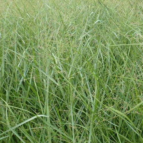 Panic érigé Prairie Sky - Image 2