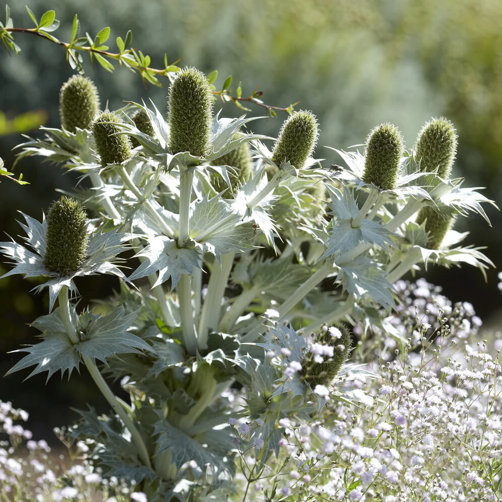 Panicaut géant - Image 3