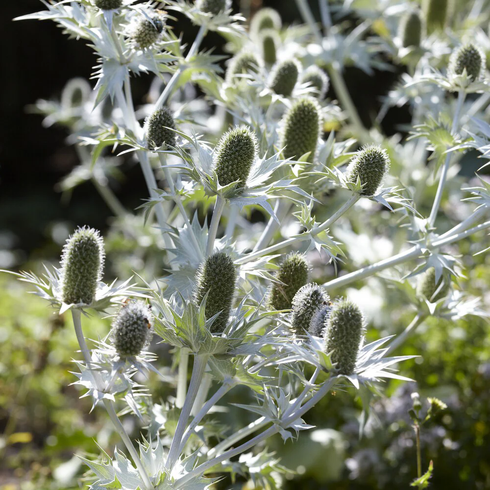 Panicaut géant - Image 4