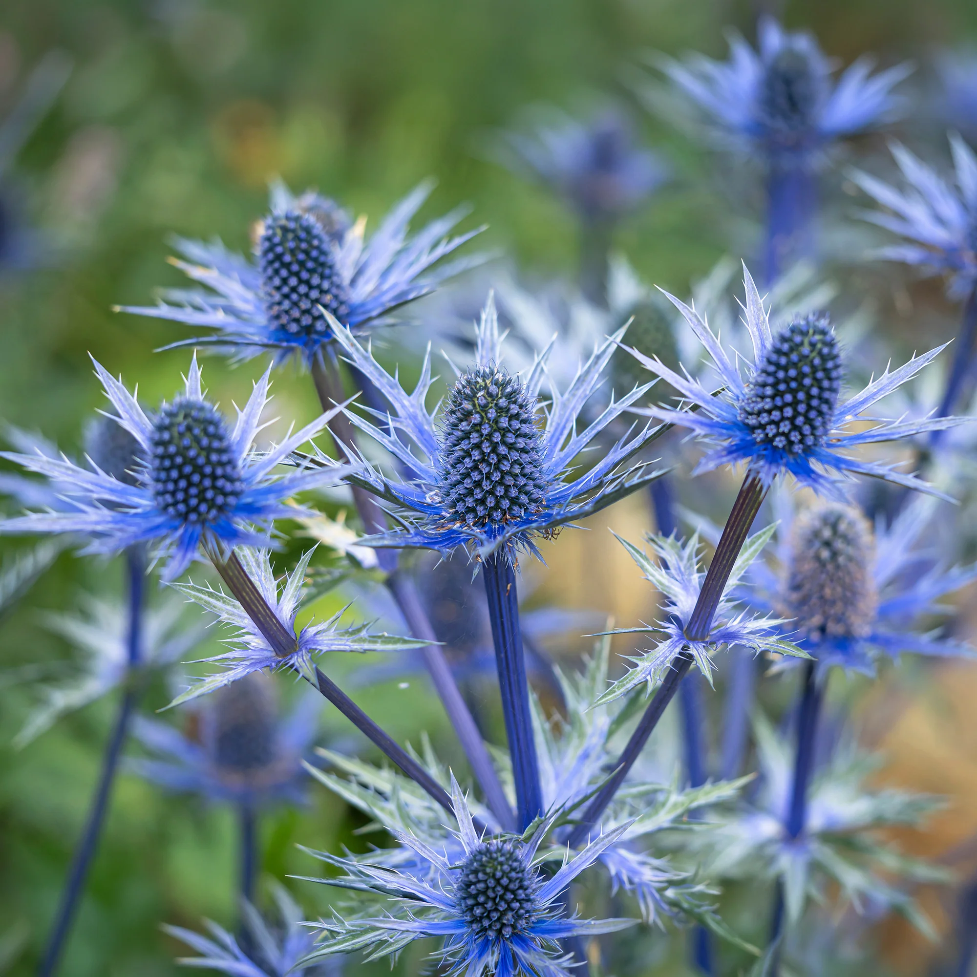 Panicaut hybride Big Blue - Image 2