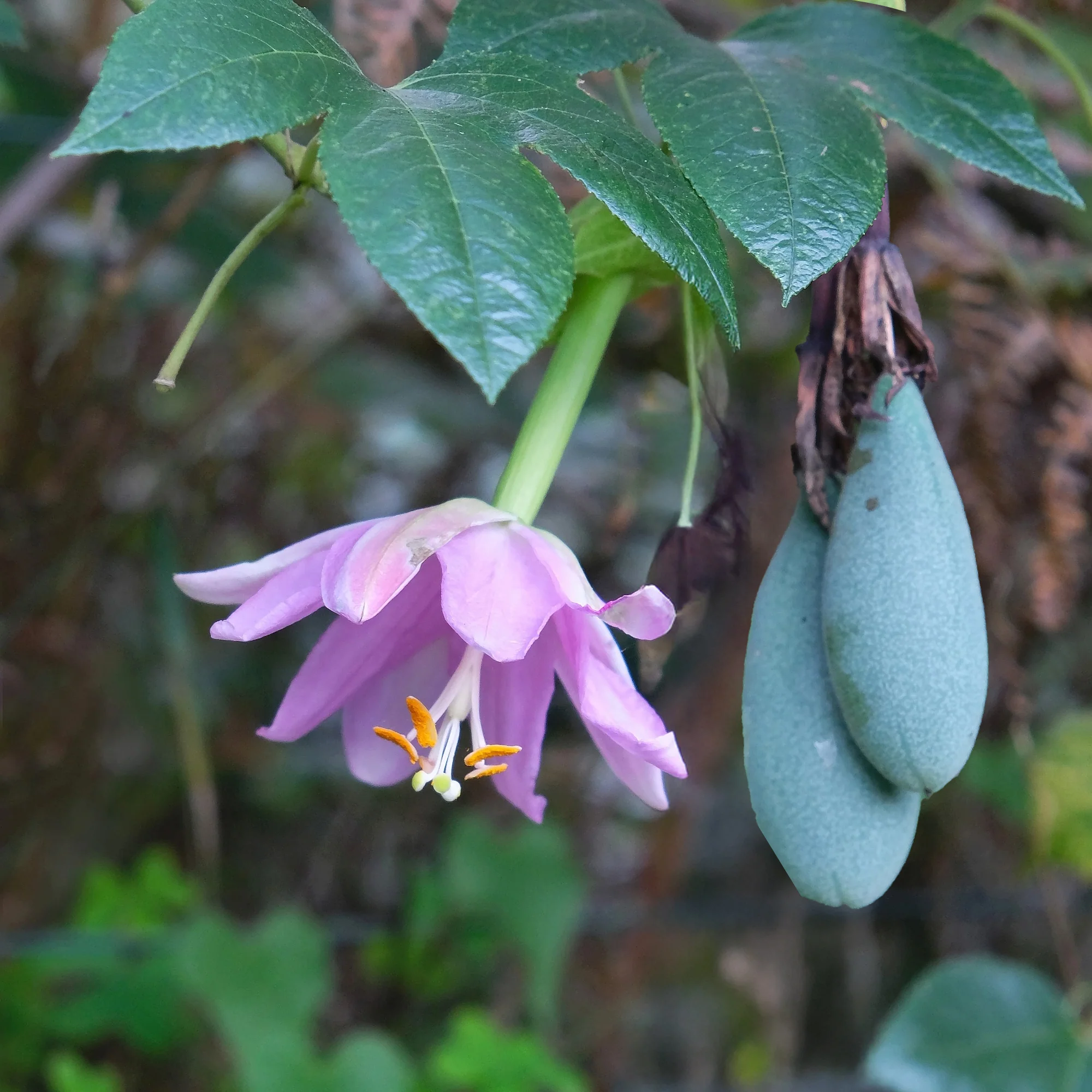 Passiflore banane - Image 2