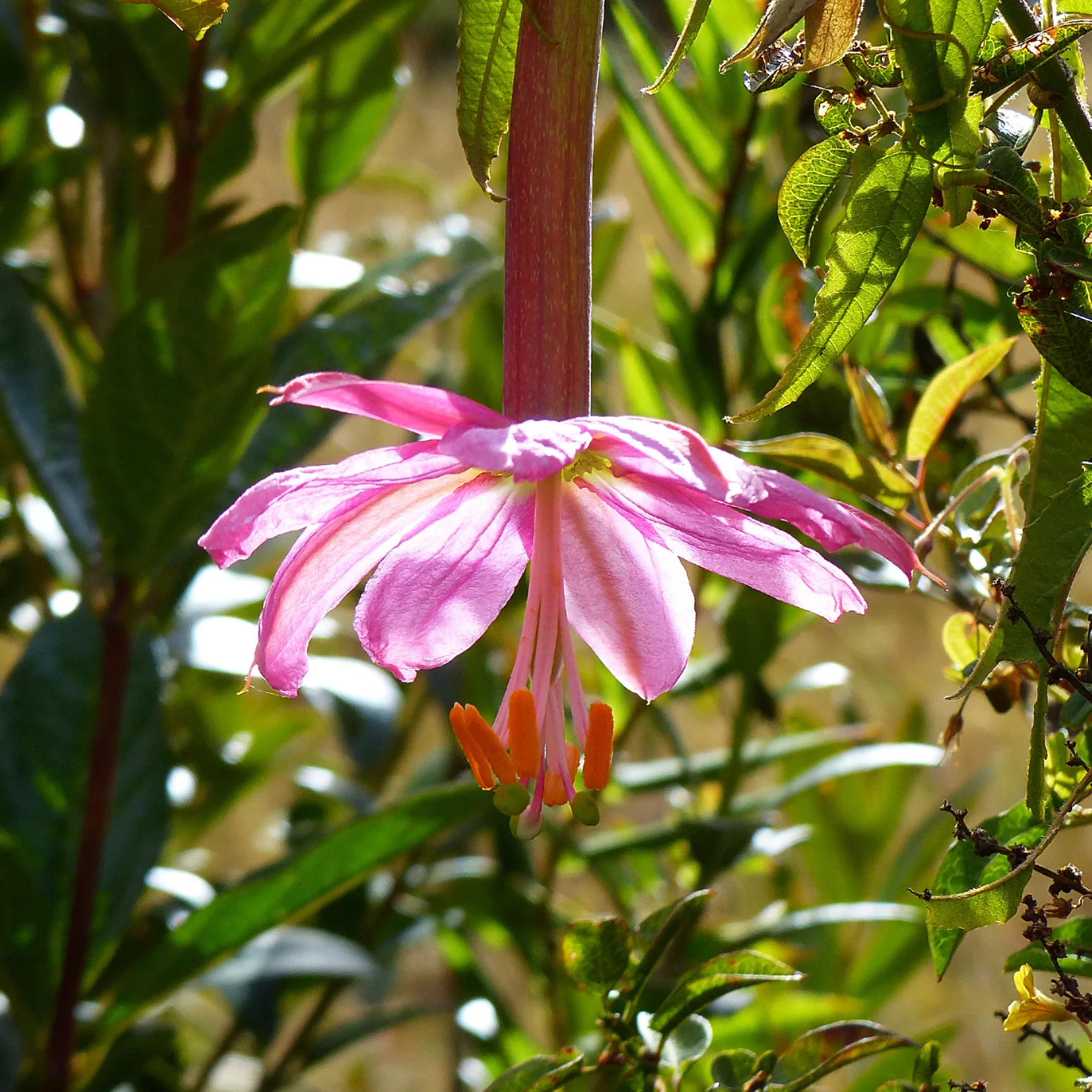 Passiflore banane - Image 3