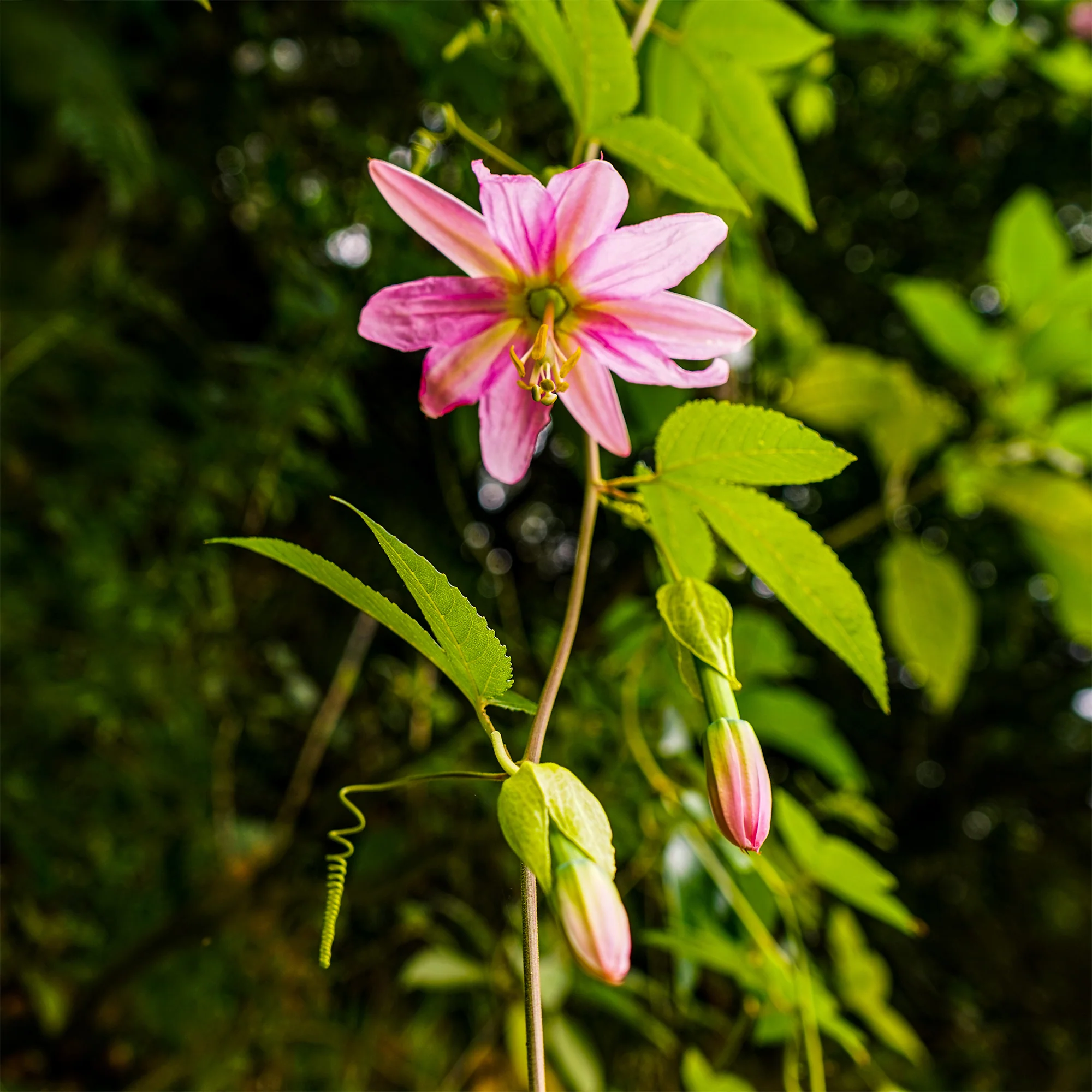 Passiflore banane - Image 4