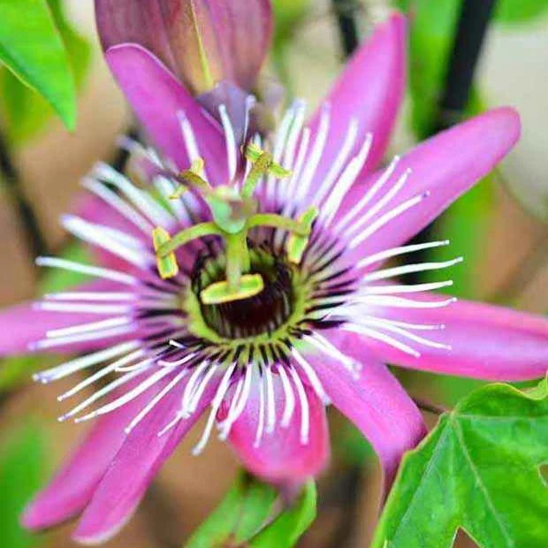 Passiflore Victoria - Image 3