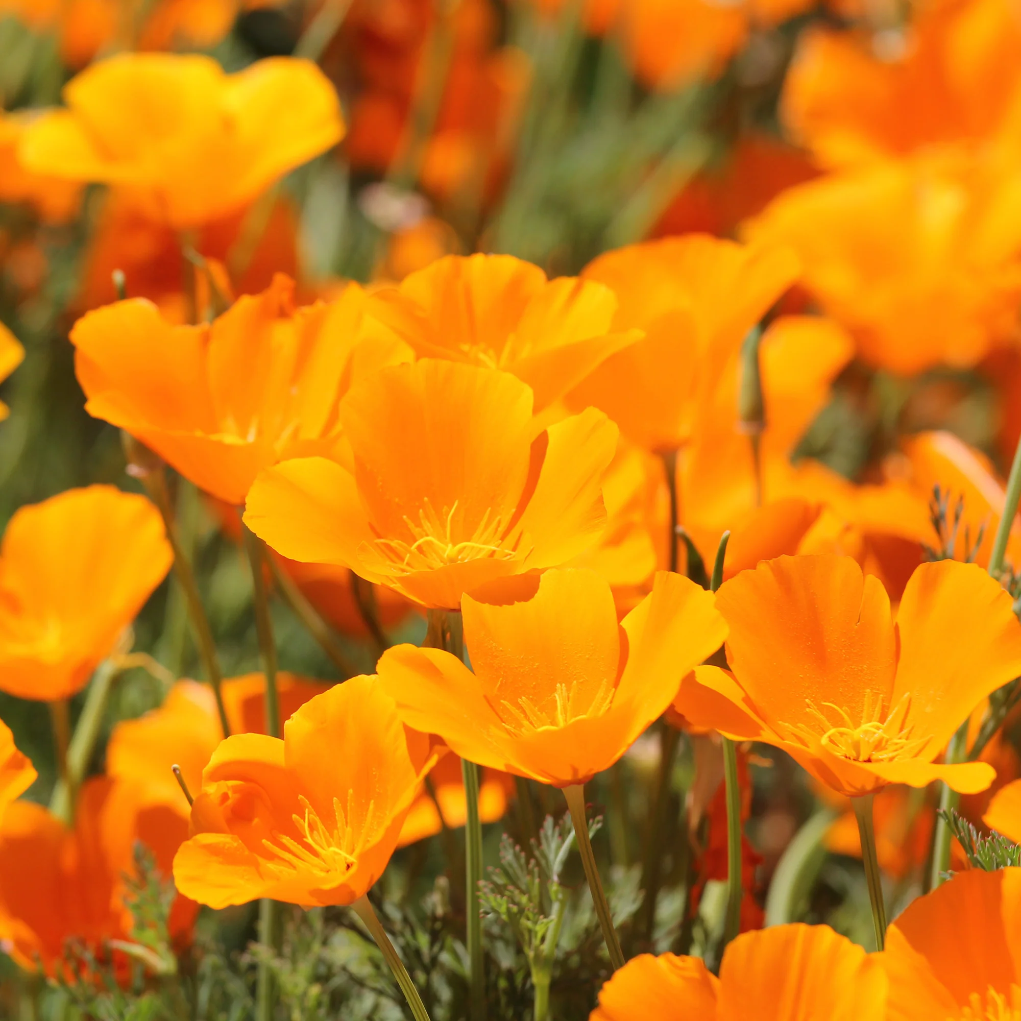 Pavot de californie  'Aurantiaca' - Image 3