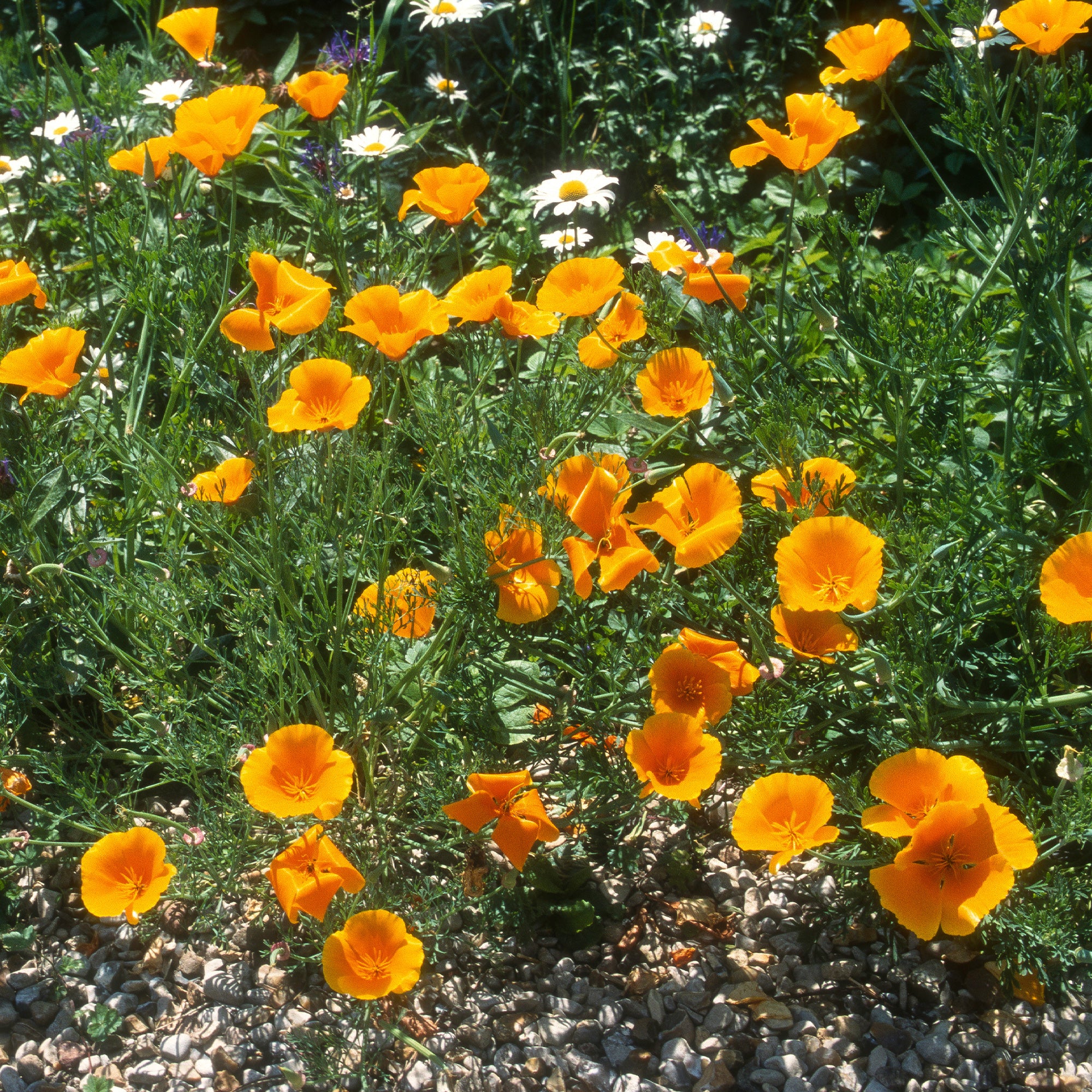 Pavot de californie  'Aurantiaca' - Image 4