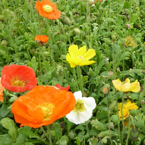 Pavot d'Islande Gartenzwerg