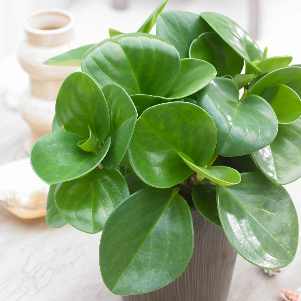 Peperomia Green - Image 2