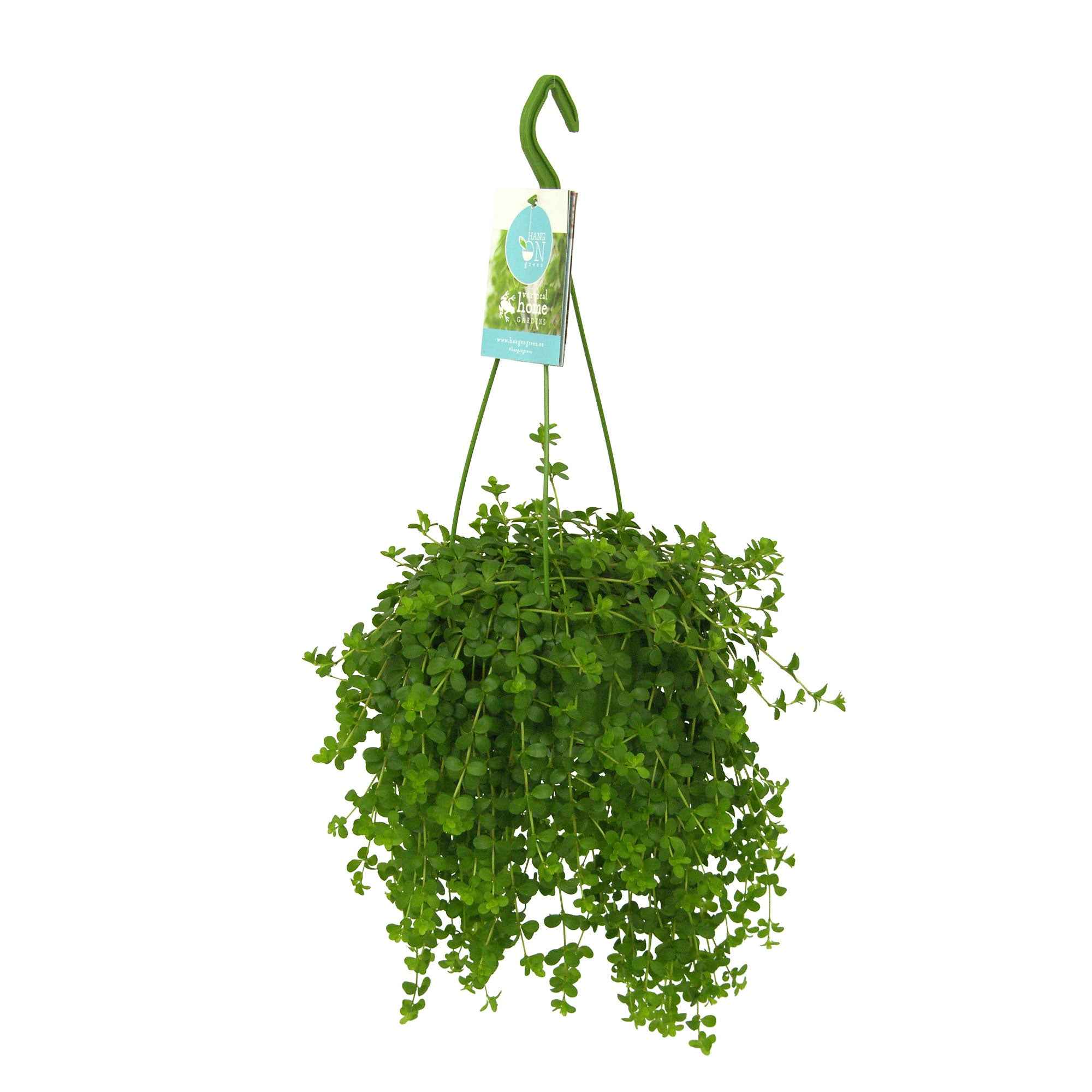 Peperomia Isabelle - Image 3