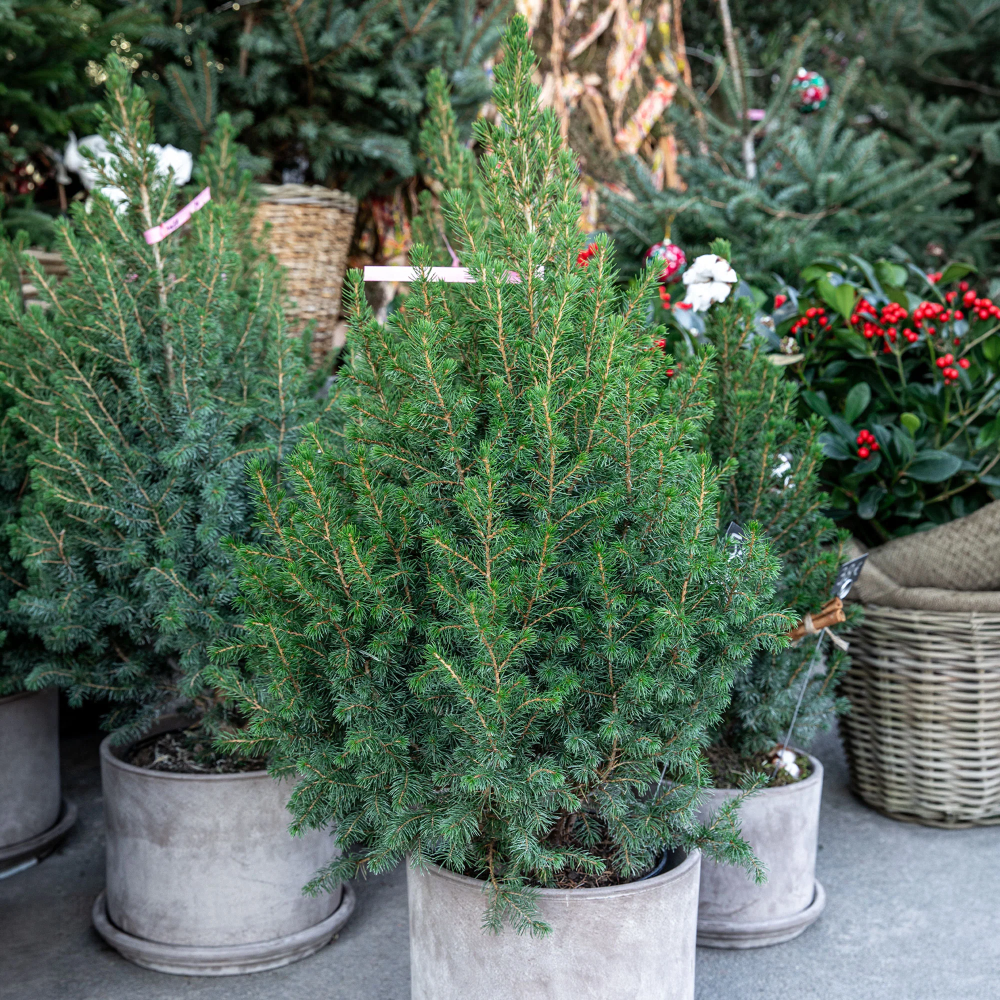 Picea glauca Conica - Image 3