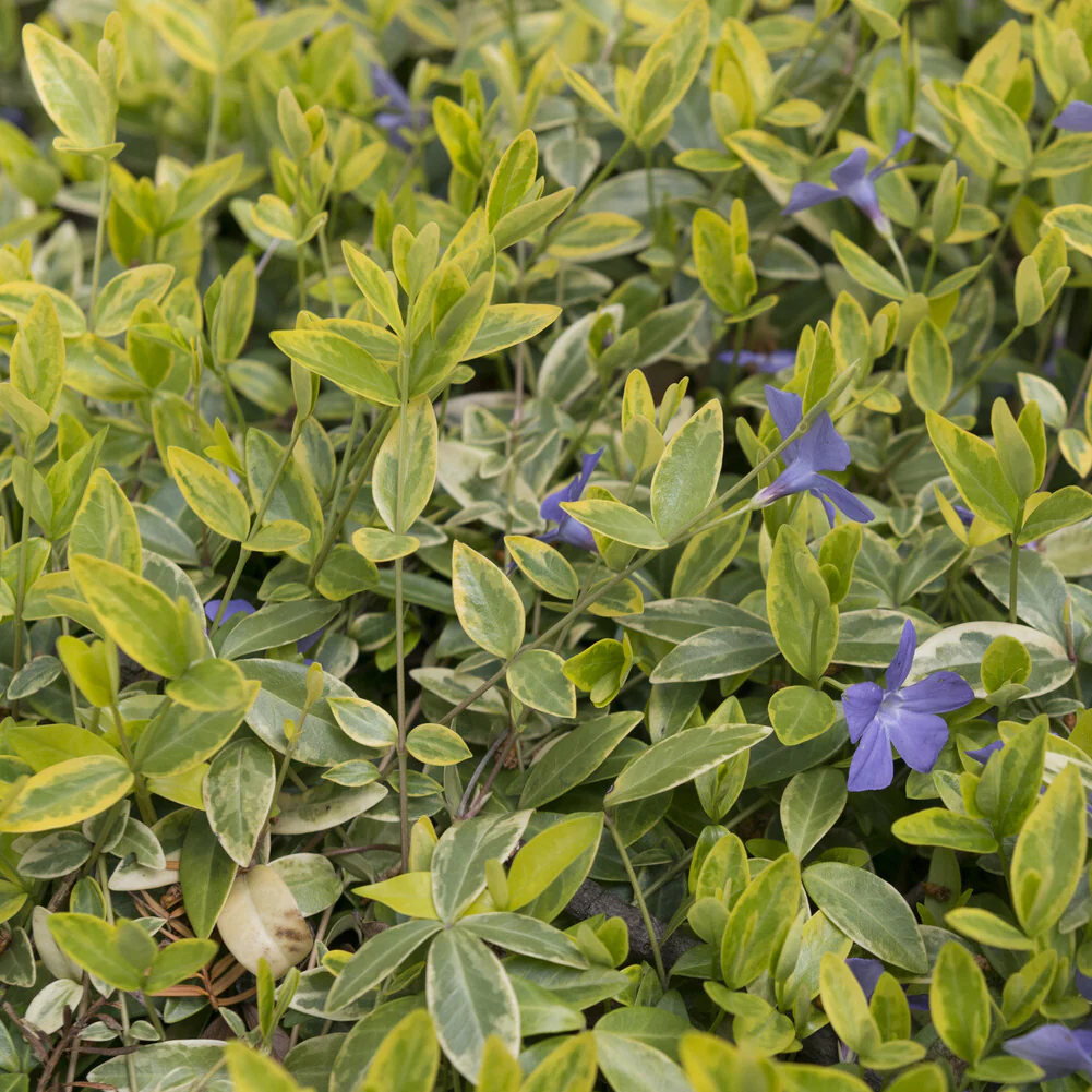 Petite pervenche Aureovariegata - Image 2