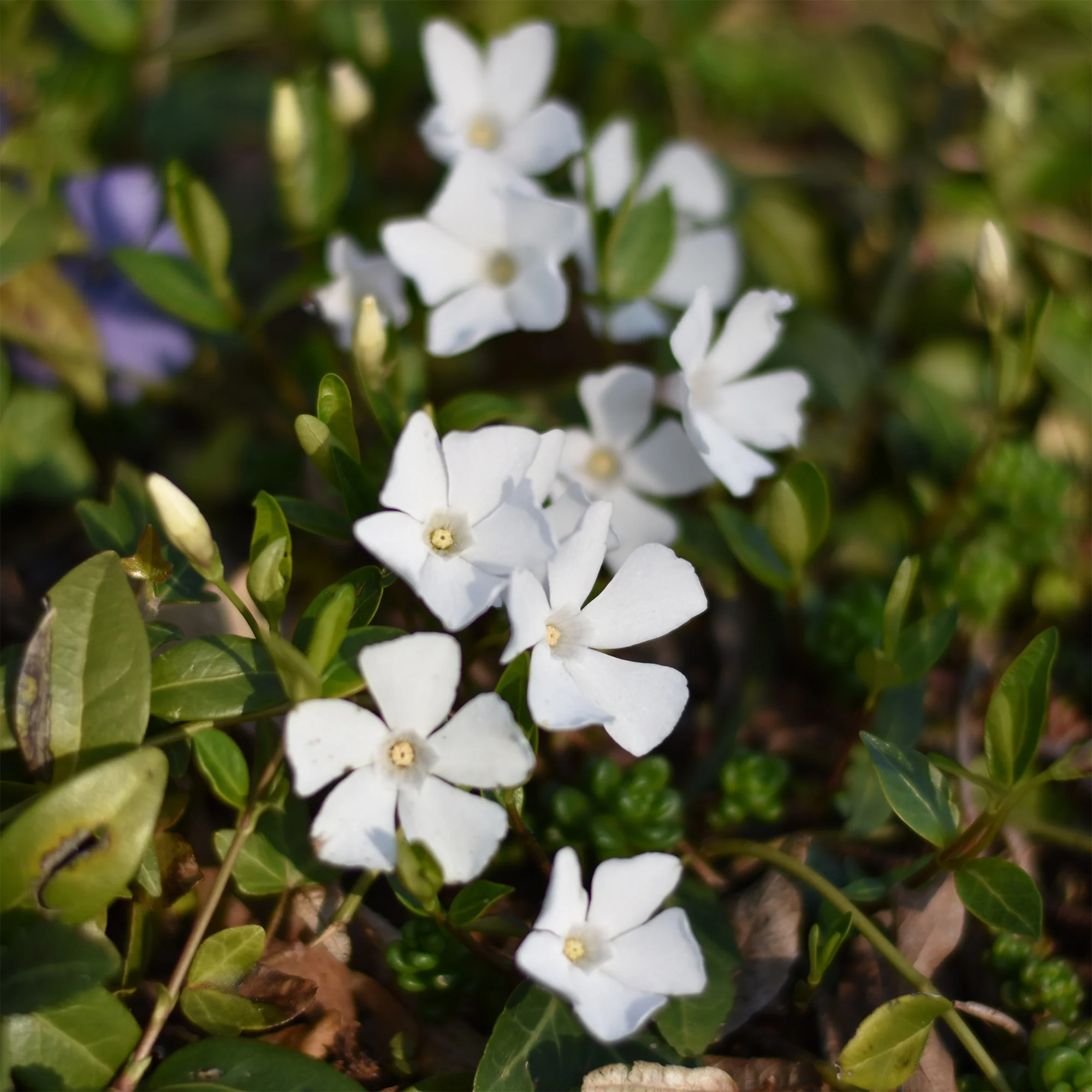 Petite pervenche blanche - Image 2
