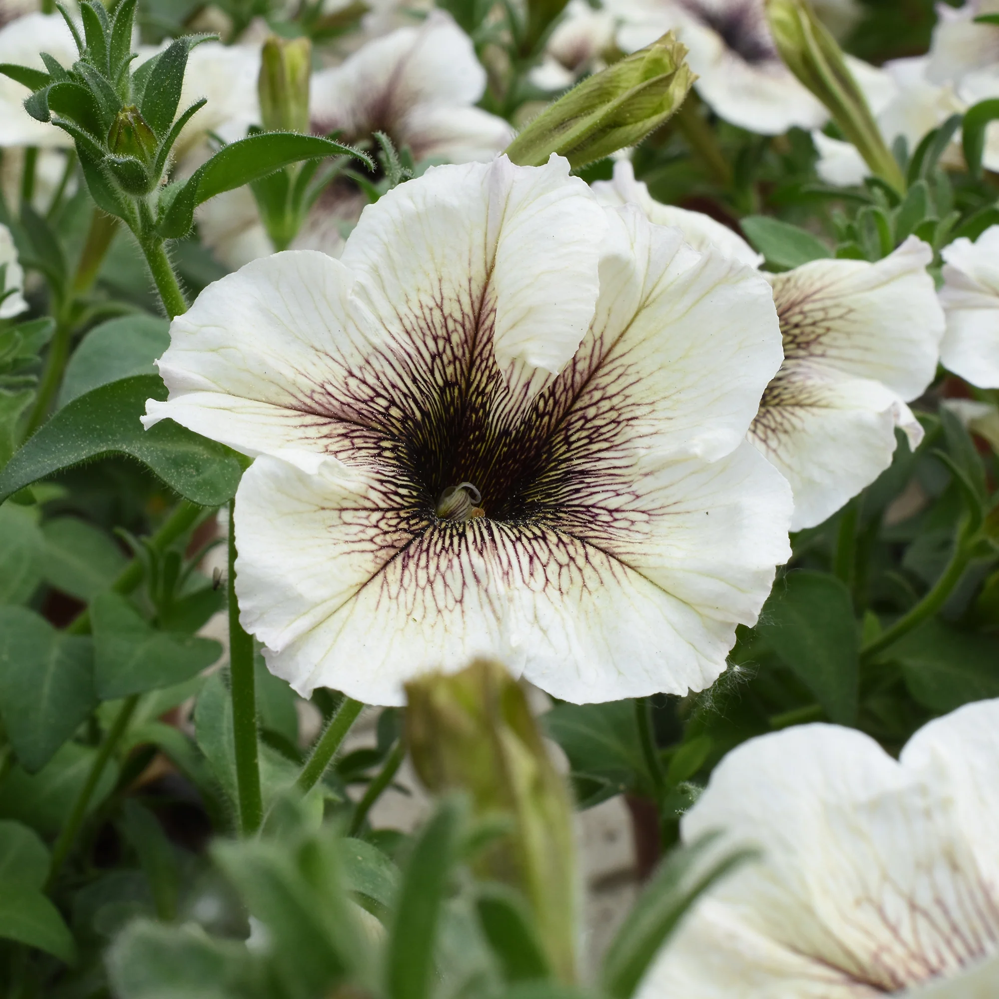 Pétunia à cœur marron
