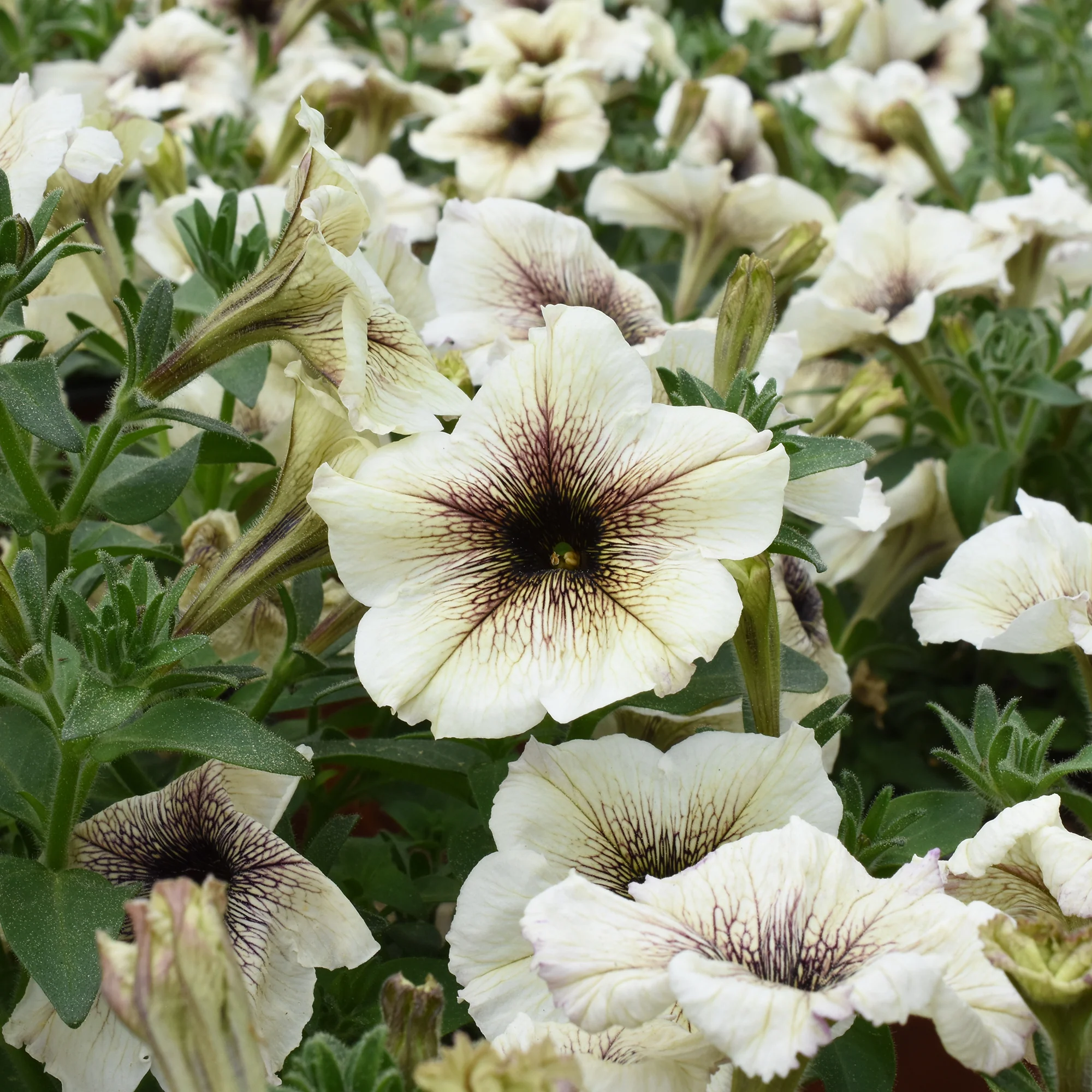 Pétunia à cœur marron - Image 2