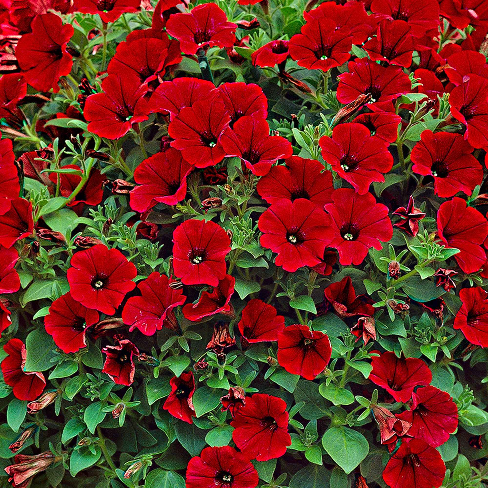 3 Pétunias retombants rouges - Image 4
