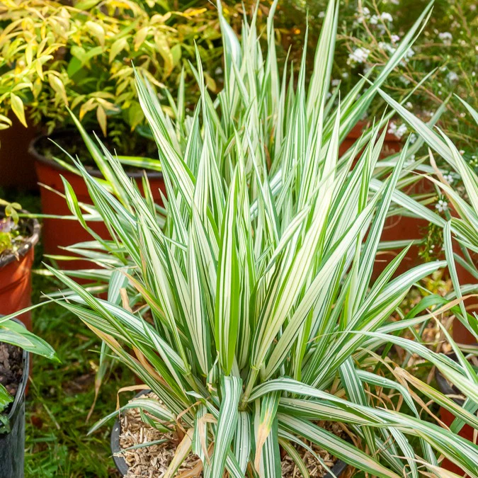Phalaris panaché -Baldingère faux roseau - Image 2