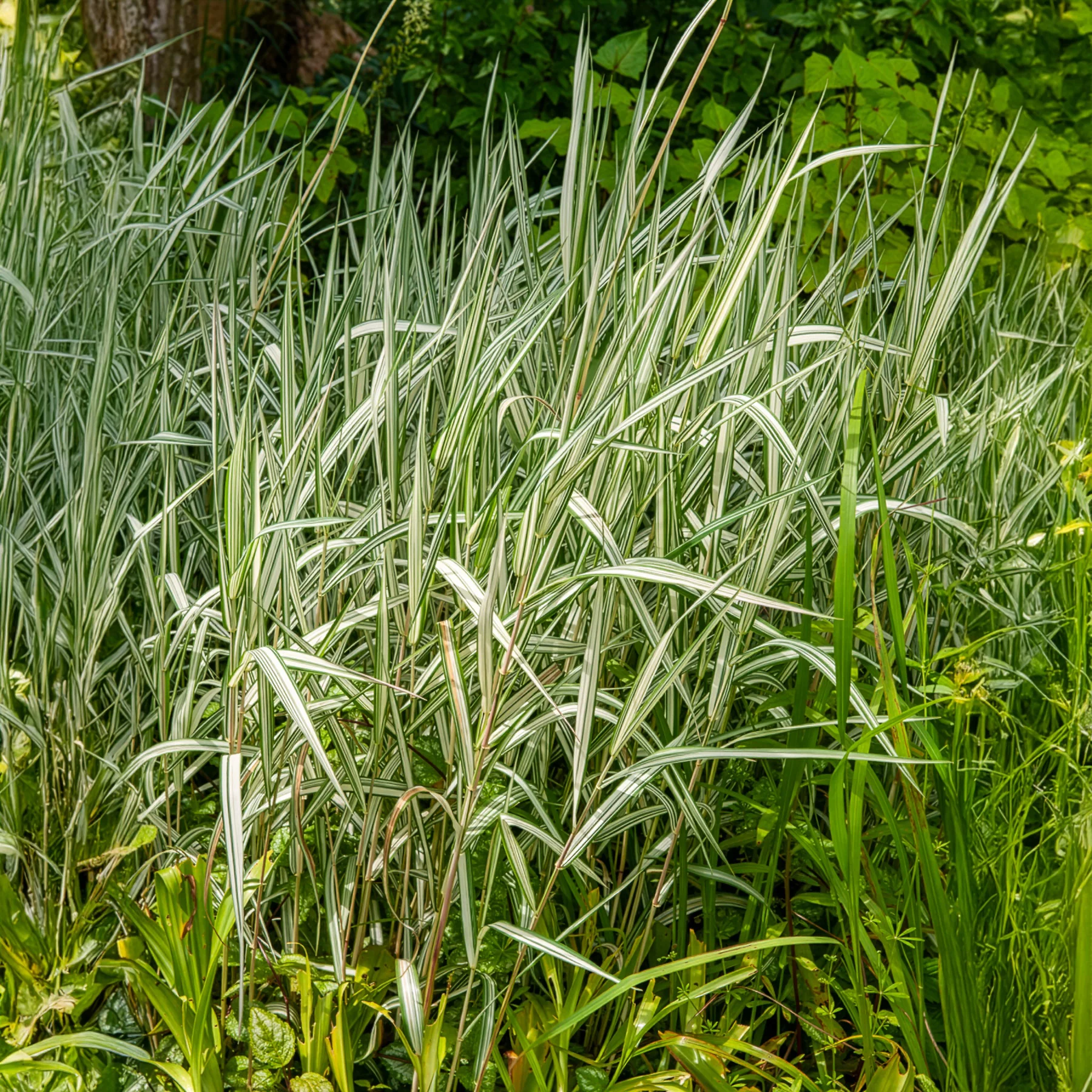 Phalaris panaché Feesey - Baldingère faux-roseau - Image 4