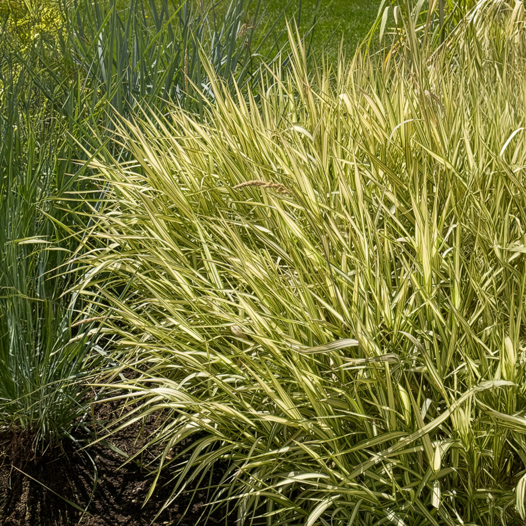 Phalaris panaché Feesey - Baldingère faux-roseau - Image 5