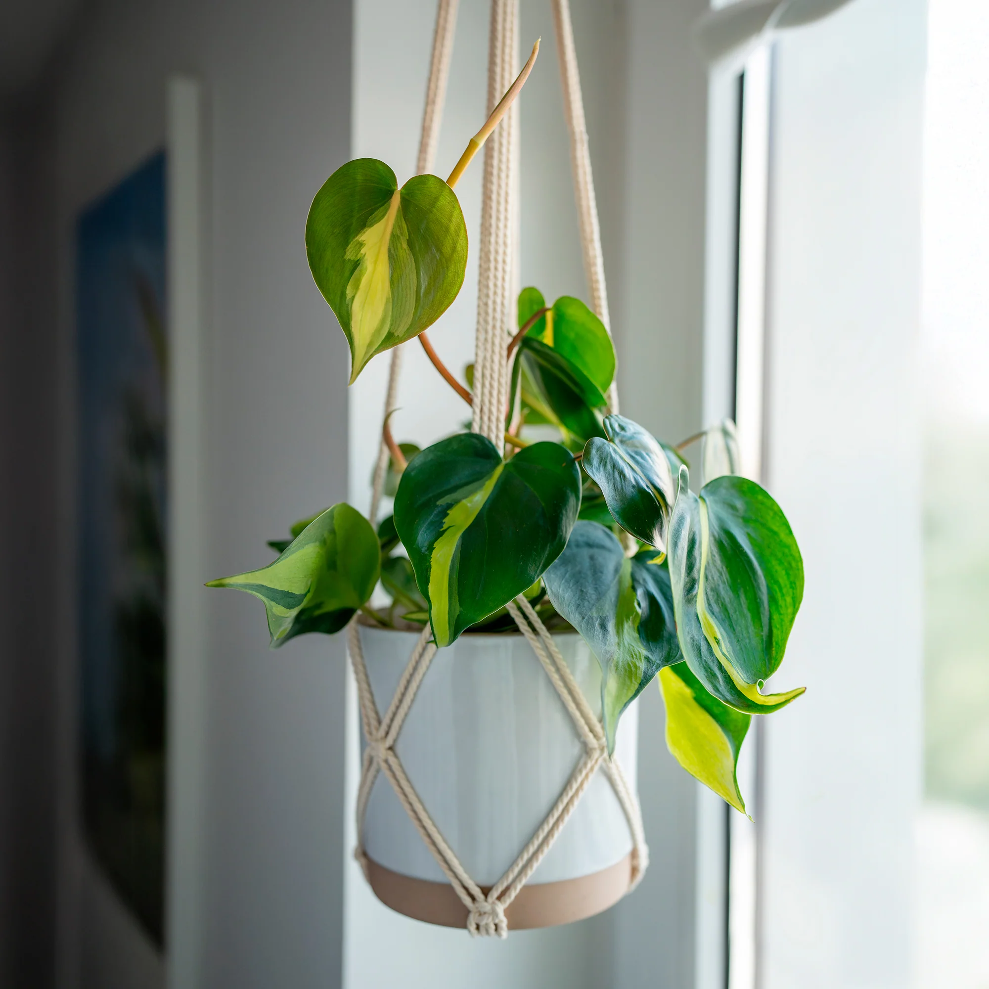 Philodendron Monstera Brasil