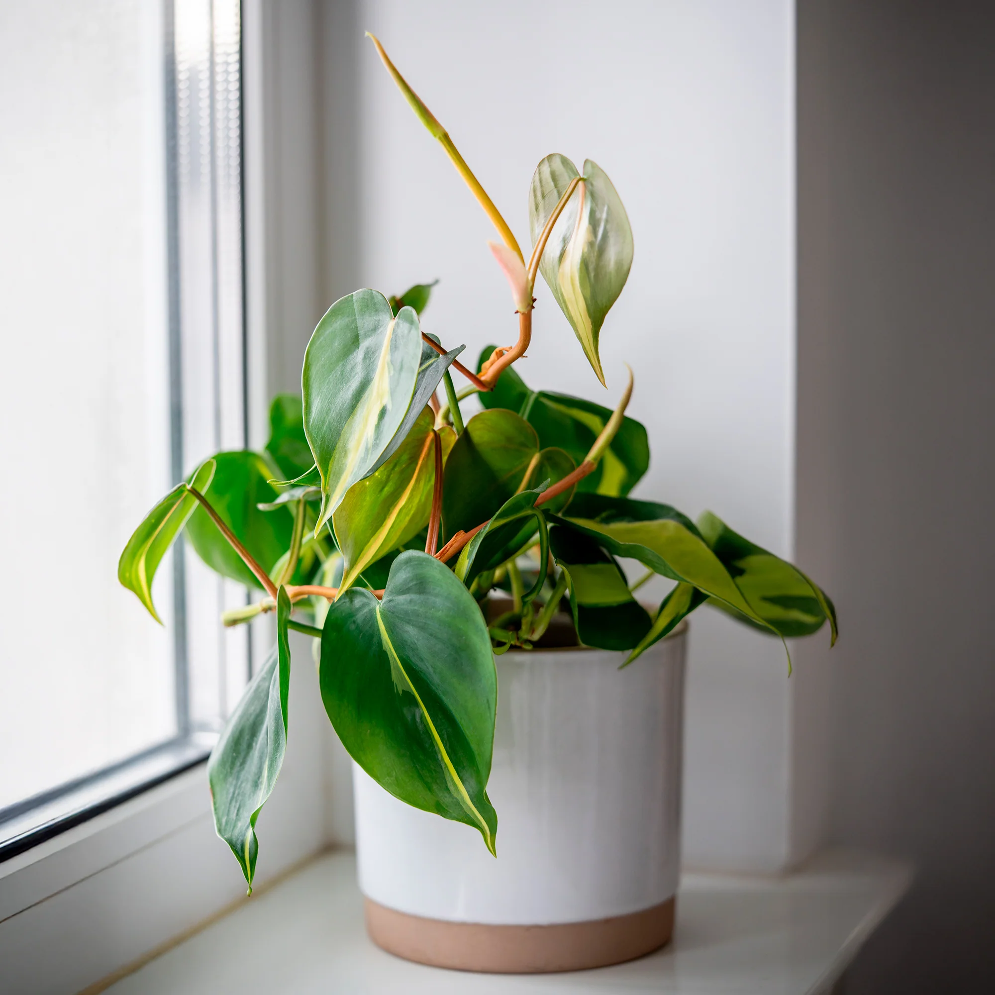 Philodendron Monstera Brasil - Image 3