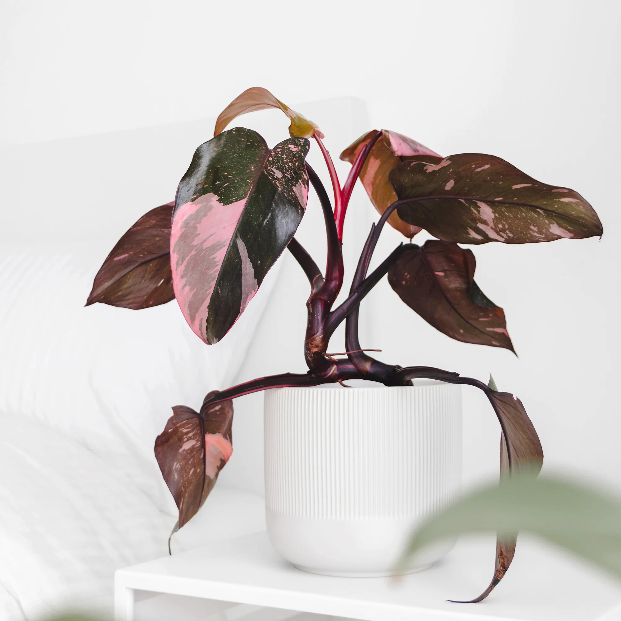 Philodendron Pink Princess - Image 3