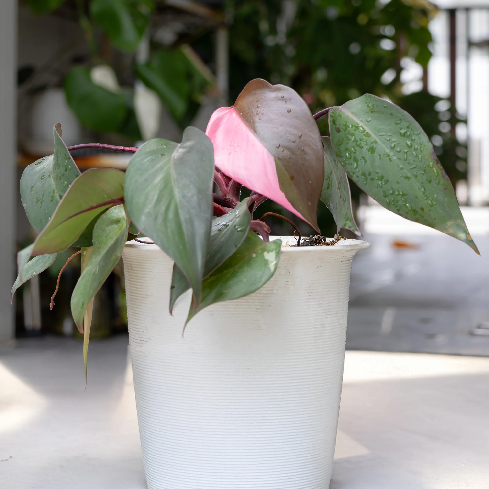 Philodendron Pink Princess - Image 4