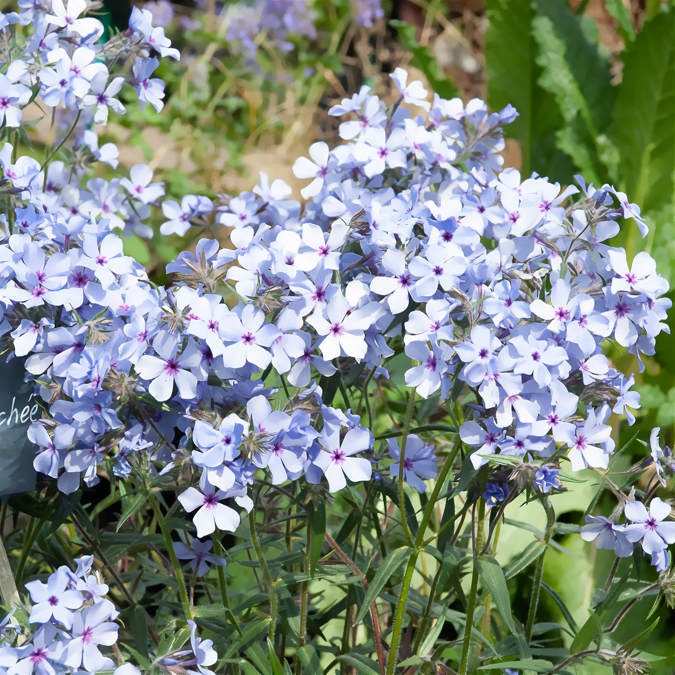 Phlox divaricata Chattahoochee - Image 3