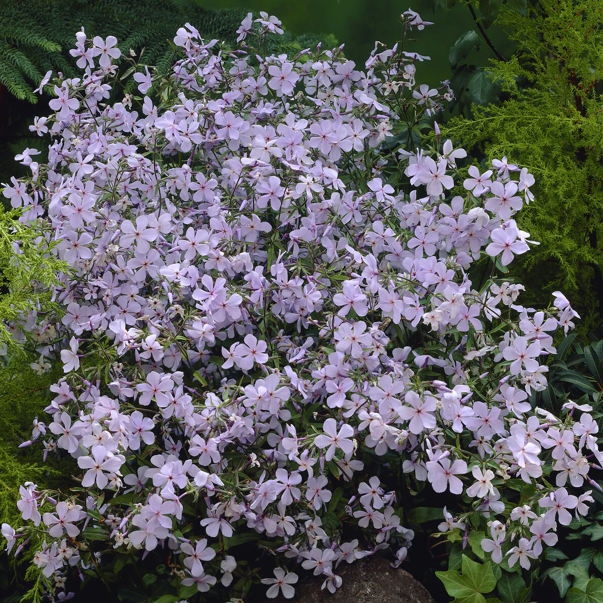 Phlox divaricata Clouds of Perfume - Image 2