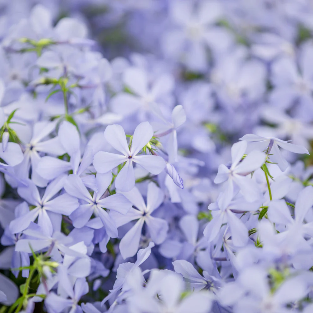 Phlox divaricata Clouds of Perfume - Image 3