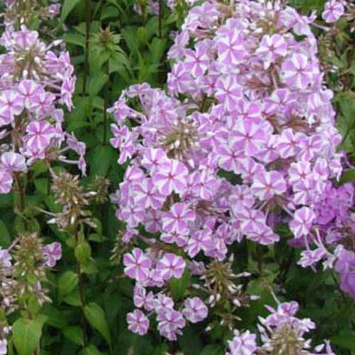 Phlox maculé Natascha
