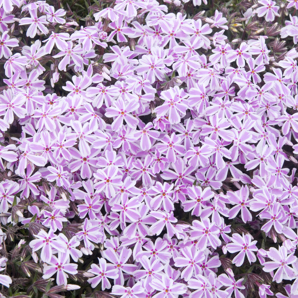 Phlox mousse Candy Stripes - Image 4