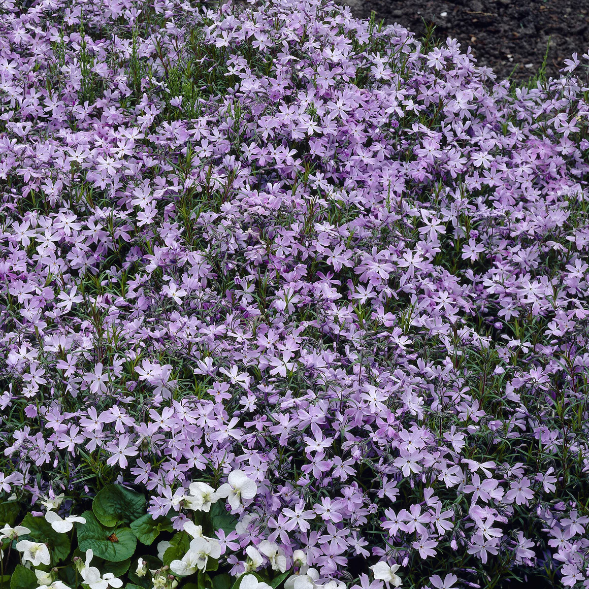 Phlox mousse Emerald Cushion Blue - Image 5